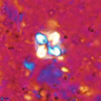 Micula decussata VR 21397