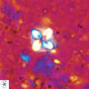 Micula decussata VR 21397