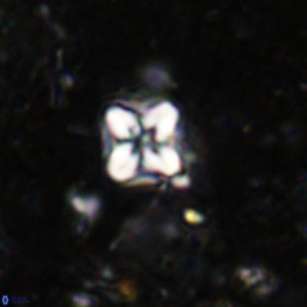 Micula decussata VR 21398