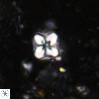 Micula decussata VR 21398