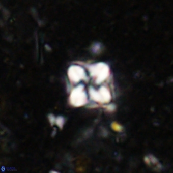 Micula decussata VR 21399