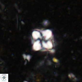 Micula decussata VR 21399