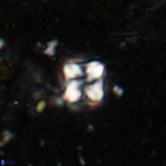 Micula decussata VR 21391