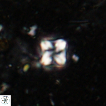 Micula decussata VR 21391
