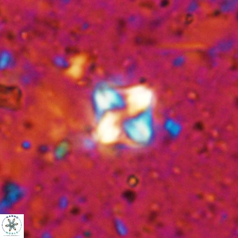 Micula decussata VR 21392