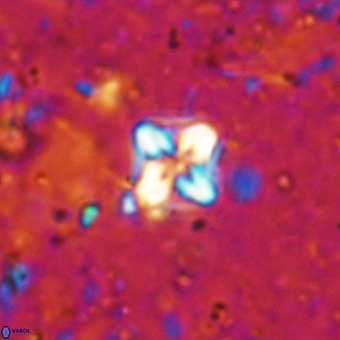 Micula decussata VR 21393