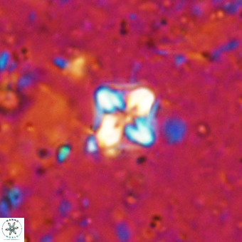 Micula decussata VR 21393