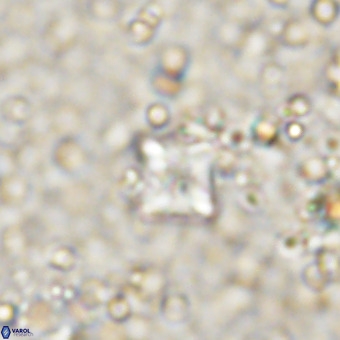 Micula decussata VR 21404