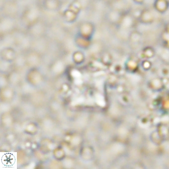 Micula decussata VR 21404