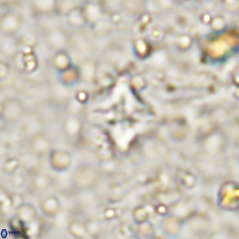 Micula decussata VR 21405