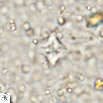 Micula decussata VR 21405