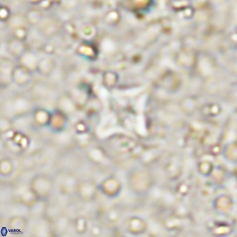 Micula decussata VR 21406