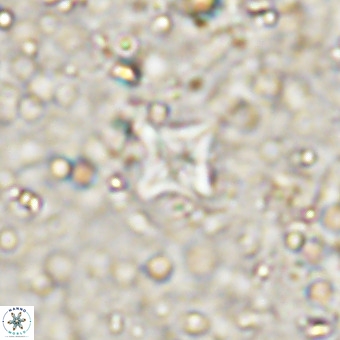 Micula decussata VR 21406
