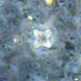 Micula decussata VR 21407