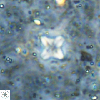 Micula decussata VR 21407