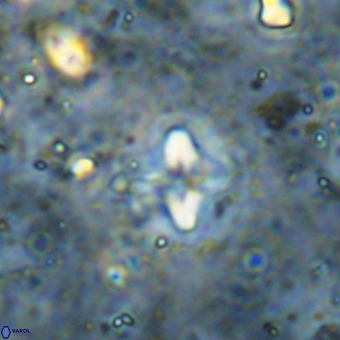 Micula decussata VR 21408