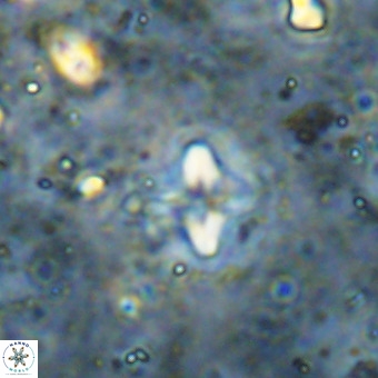 Micula decussata VR 21408