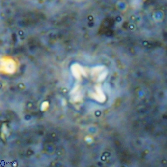 Micula decussata VR 21409
