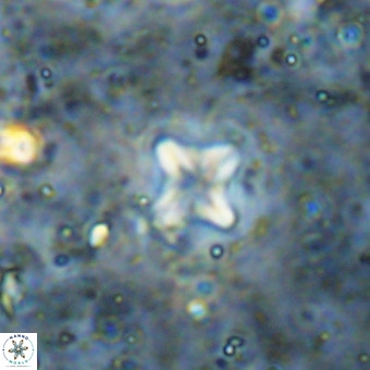 Micula decussata VR 21409