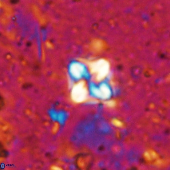 Micula decussata VR 21400