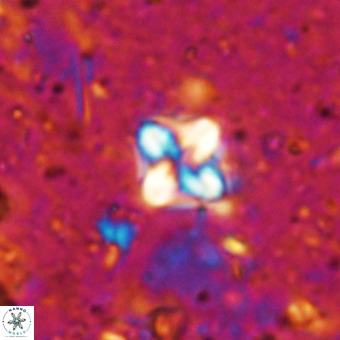 Micula decussata VR 21400