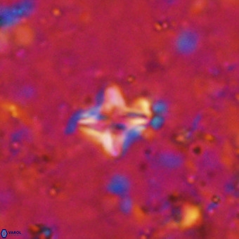 Micula decussata VR 21401