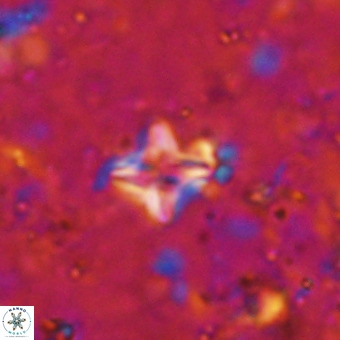 Micula decussata VR 21401