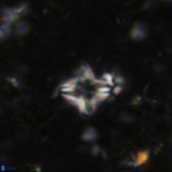 Micula decussata VR 21402