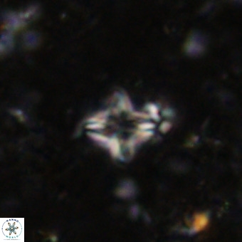Micula decussata VR 21402