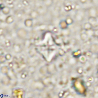 Micula decussata VR 21403