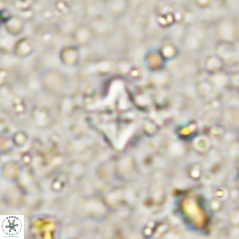 Micula decussata VR 21403