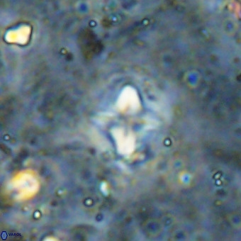 Micula decussata VR 21410
