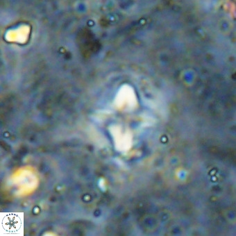 Micula decussata VR 21410