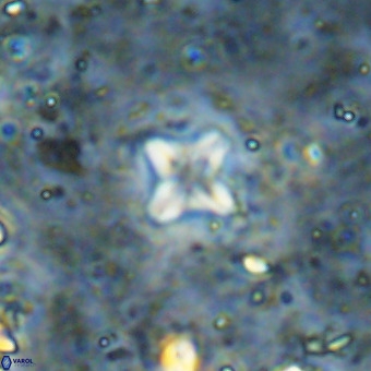 Micula decussata VR 21411