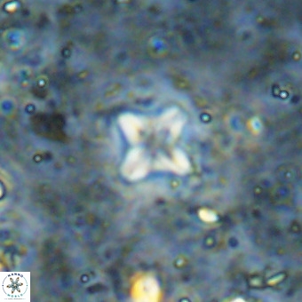 Micula decussata VR 21411