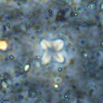 Micula decussata VR 21413