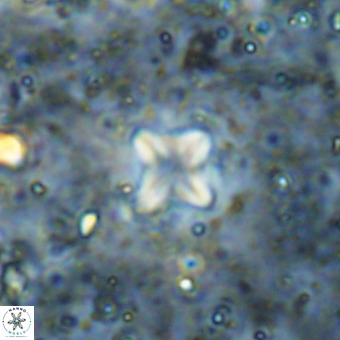 Micula decussata VR 21413