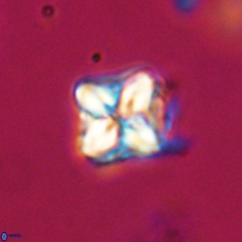 Micula decussata VR 21924