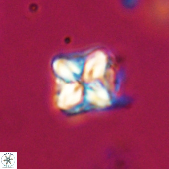 Micula decussata VR 21924