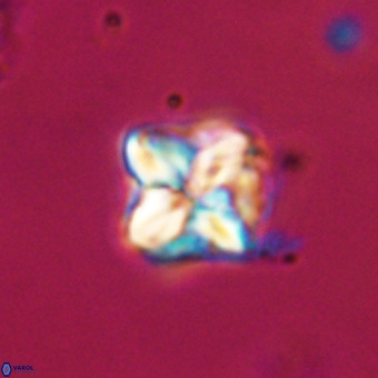 Micula decussata VR 21925