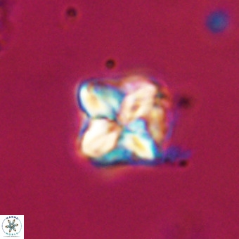 Micula decussata VR 21925