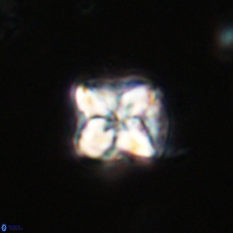 Micula decussata VR 21926