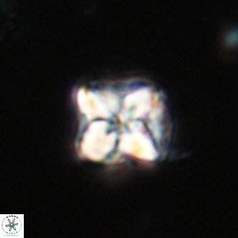 Micula decussata VR 21926