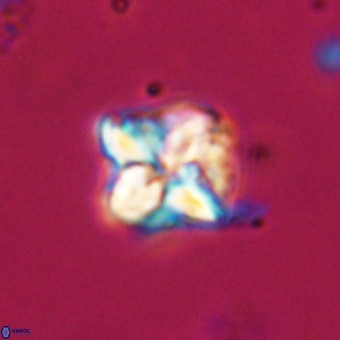 Micula decussata VR 21927