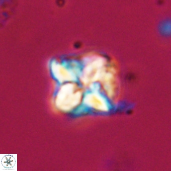 Micula decussata VR 21927