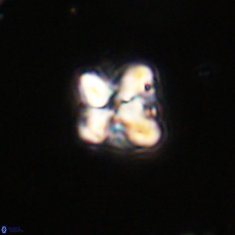 Micula decussata VR 21928