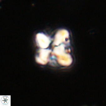 Micula decussata VR 21928