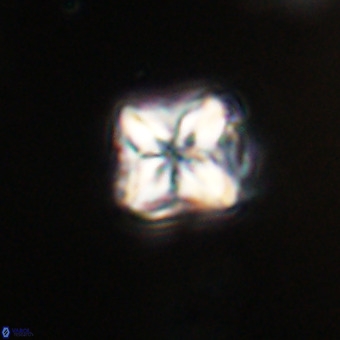 Micula decussata VR 21923