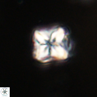 Micula decussata VR 21923