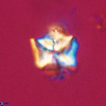 Micula decussata VR 22024